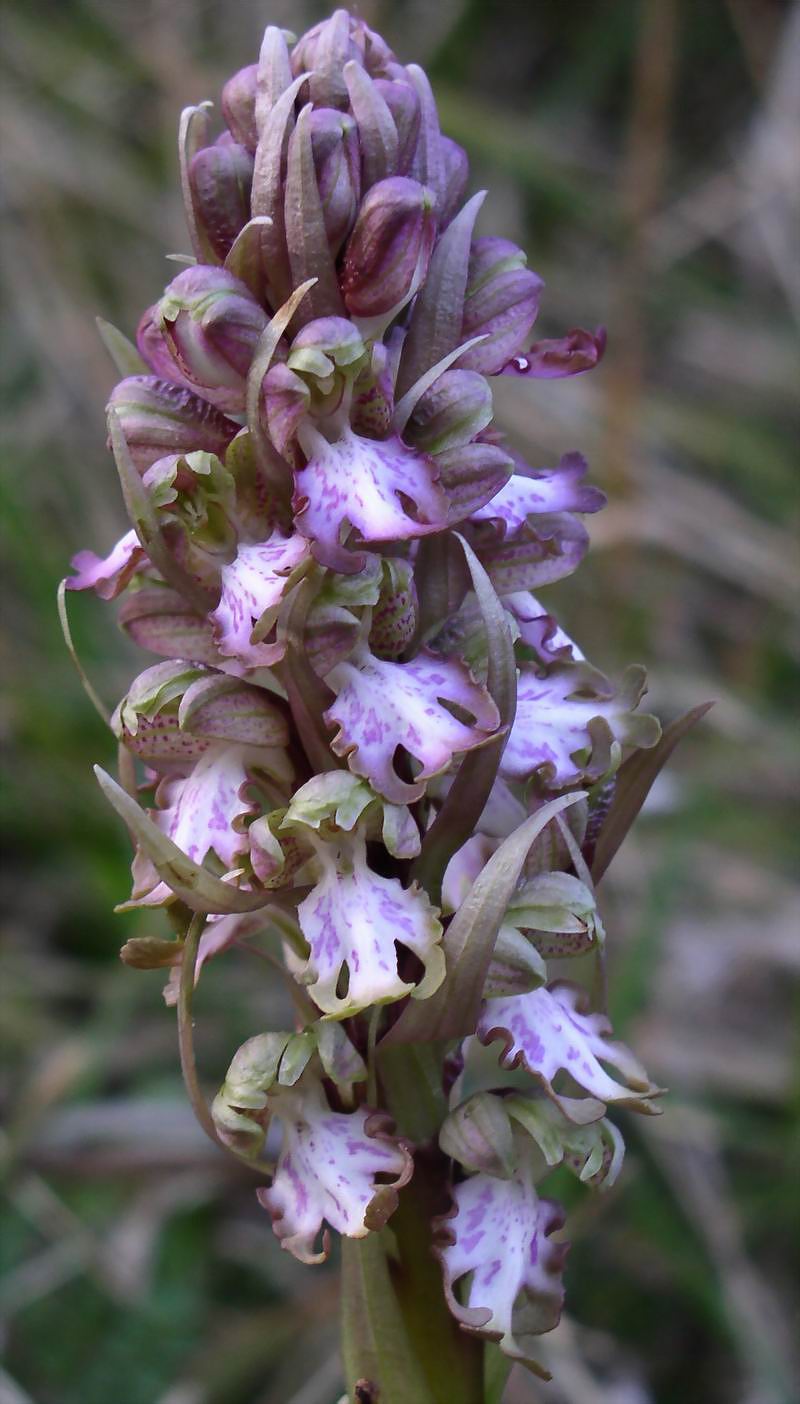 Barlia robertiana